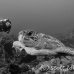 turtle_green_pm_ci_h_0009_cos0232_bw.jpg